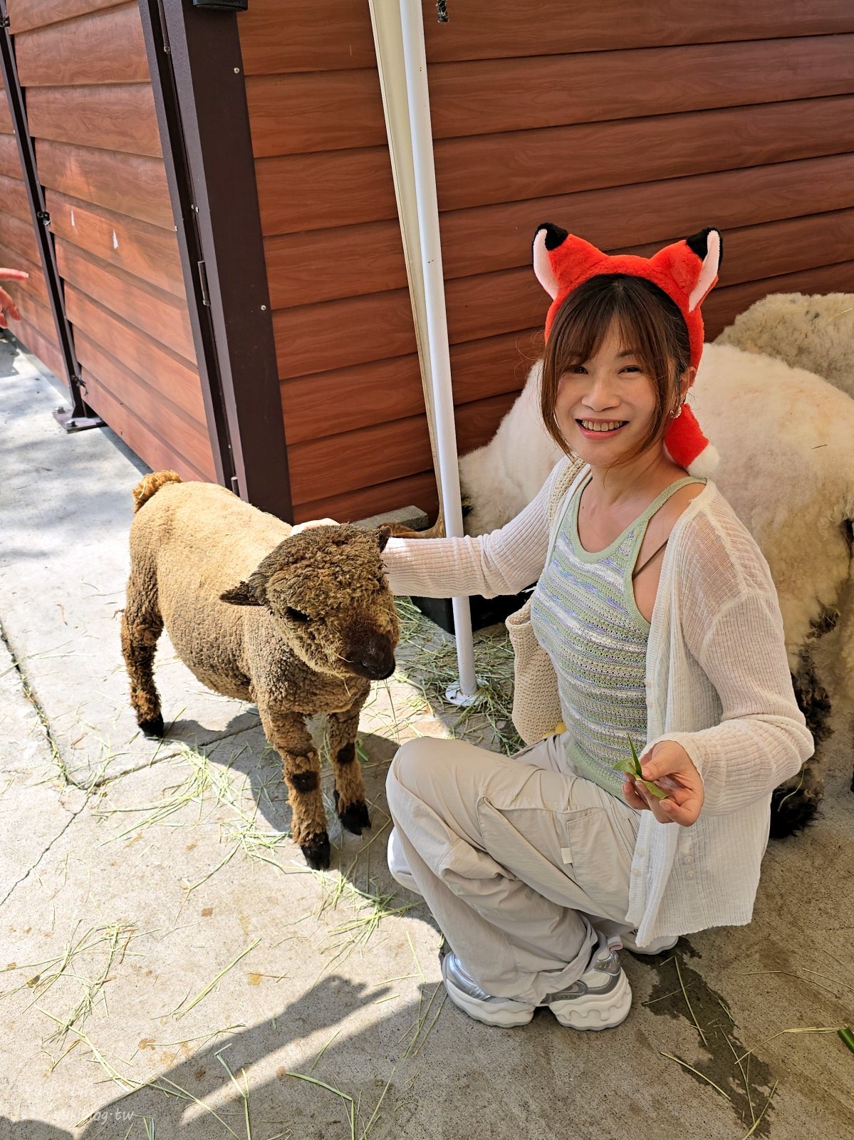 20260605171955_0_4c0726 高雄內門新景點！野森動物學校：全台唯一紅白狐狸谷體驗，一票玩到底！