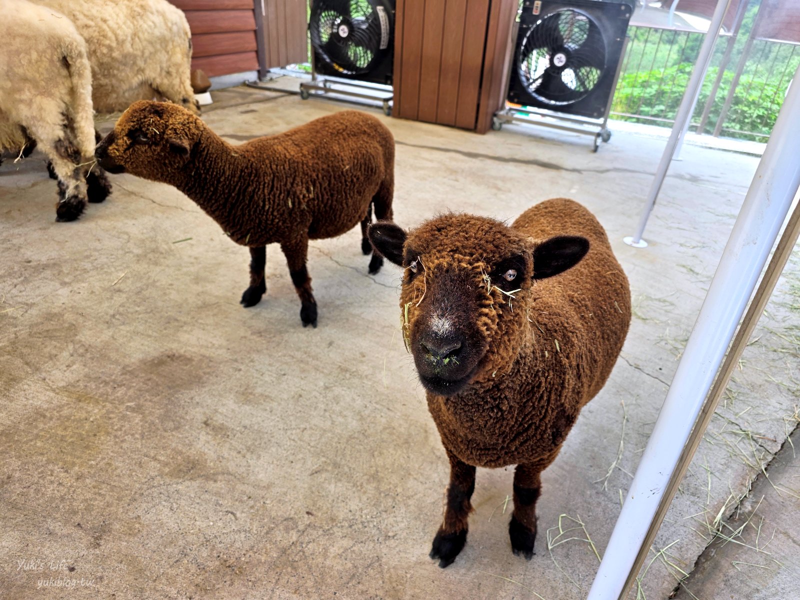 20260605172649_0_5a524f 高雄內門新景點！野森動物學校：全台唯一紅白狐狸谷體驗，一票玩到底！