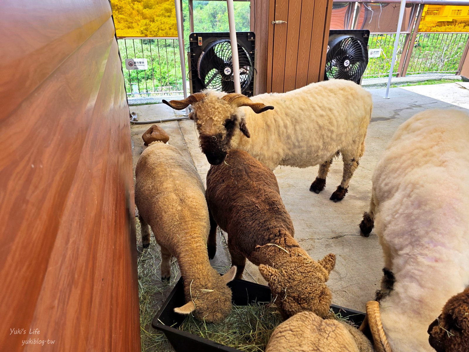 20260605172659_0_334152 高雄內門新景點！野森動物學校：全台唯一紅白狐狸谷體驗，一票玩到底！