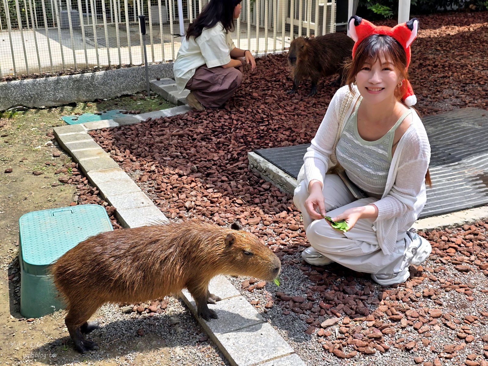 20260605172712_0_5db28b 高雄內門新景點！野森動物學校：全台唯一紅白狐狸谷體驗，一票玩到底！