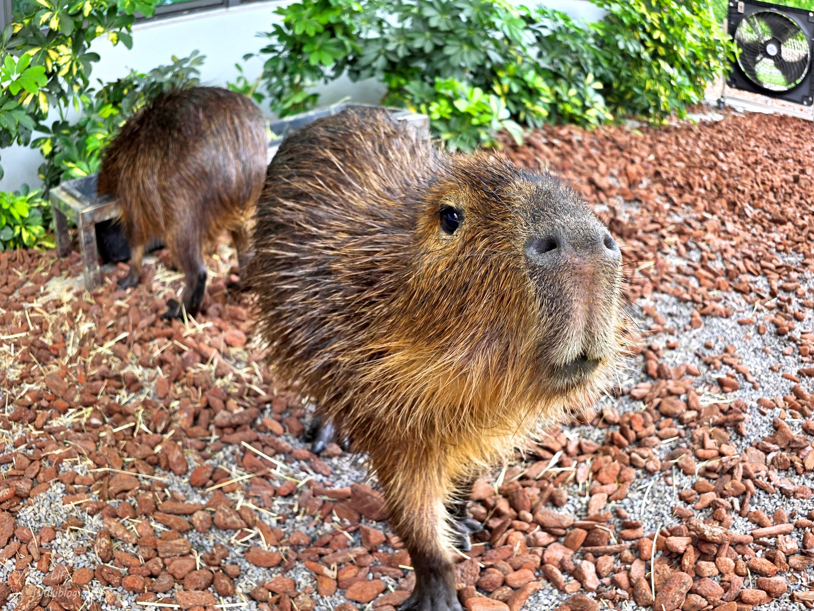 20260605172803_0_757b77 高雄內門新景點！野森動物學校：全台唯一紅白狐狸谷體驗，一票玩到底！