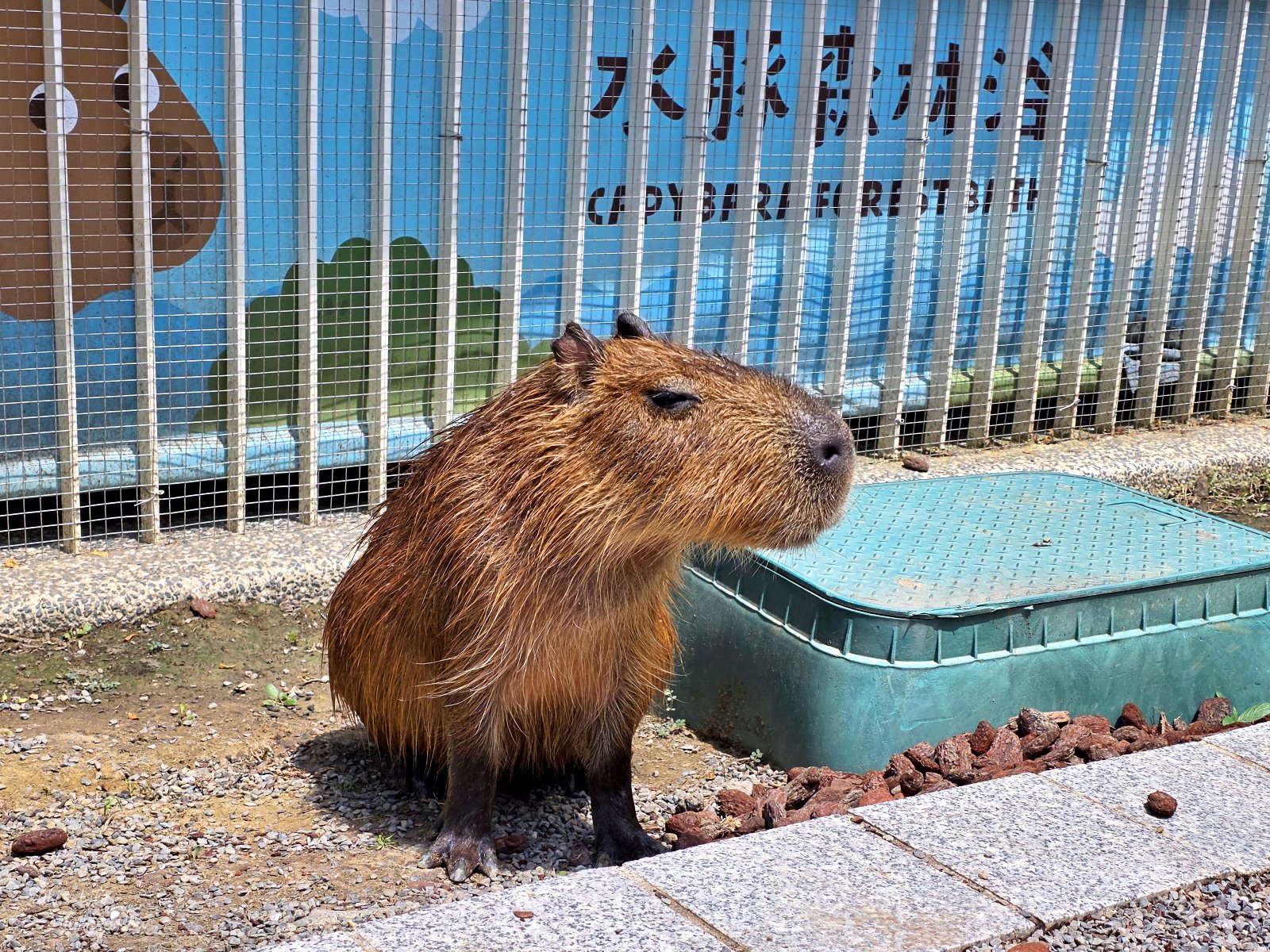 20260605172804_0_3e756a 高雄內門新景點！野森動物學校：全台唯一紅白狐狸谷體驗，一票玩到底！