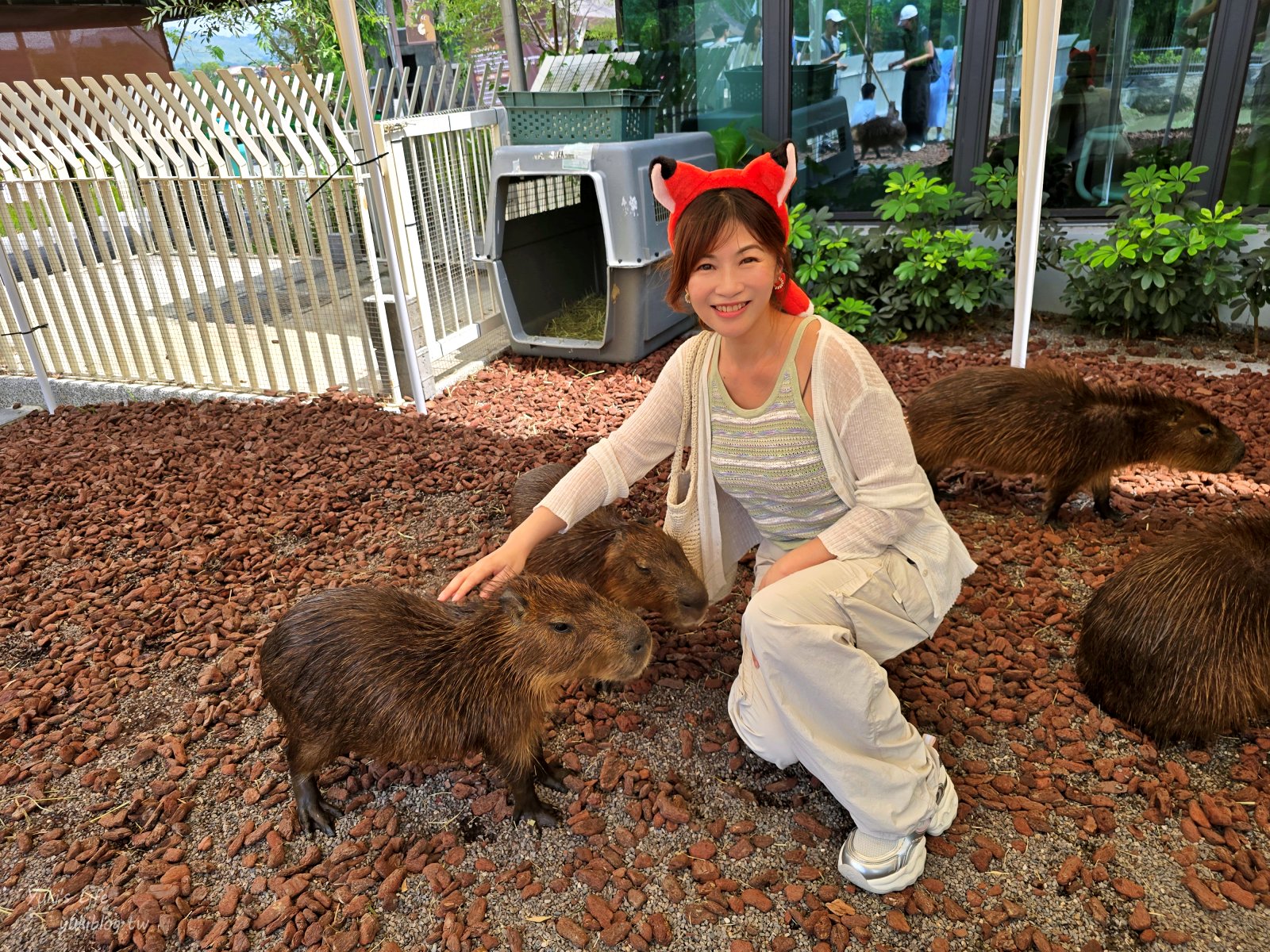 20260605172823_0_ea0dce 高雄內門新景點！野森動物學校：全台唯一紅白狐狸谷體驗，一票玩到底！
