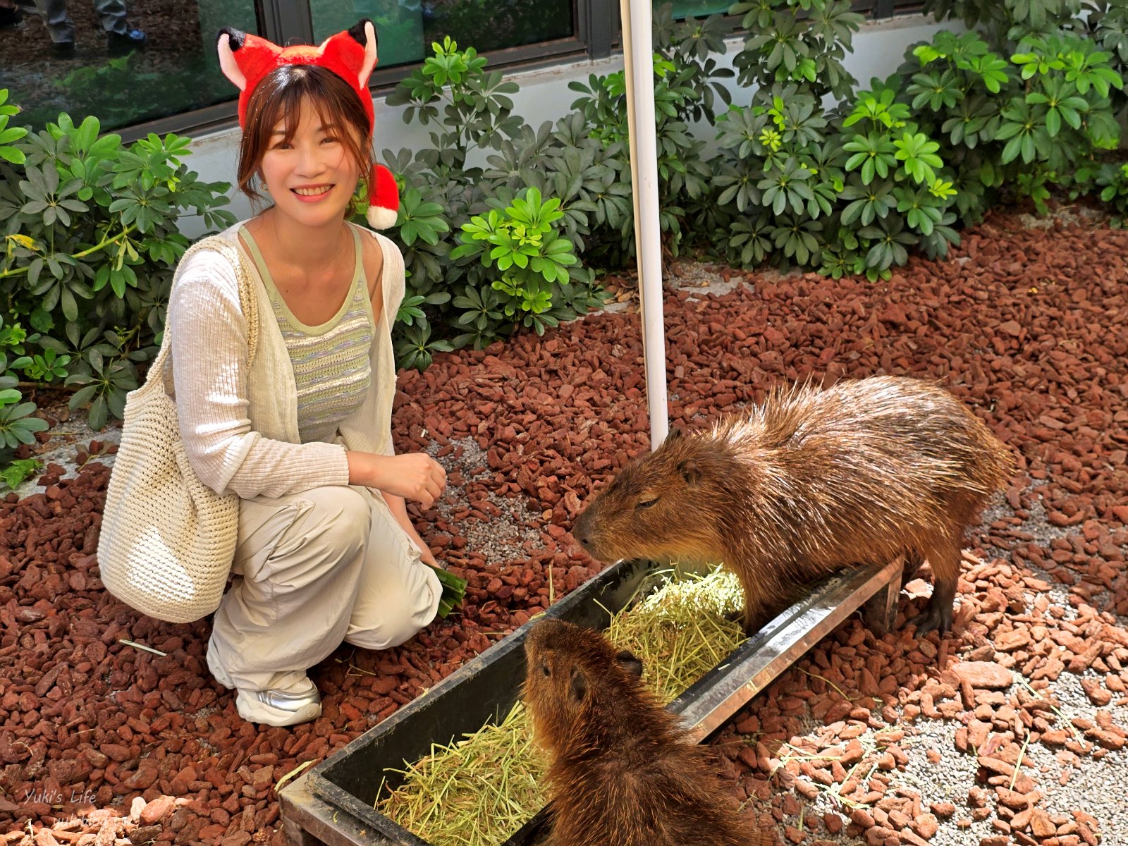 20260605172846_0_ec3599 高雄內門新景點！野森動物學校：全台唯一紅白狐狸谷體驗，一票玩到底！