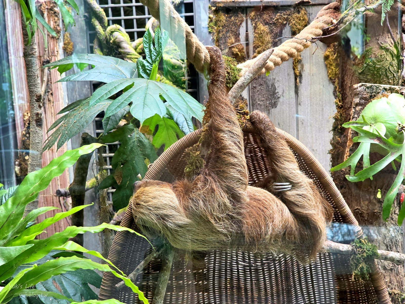20260605174145_0_5ef6bf 高雄內門新景點！野森動物學校：全台唯一紅白狐狸谷體驗，一票玩到底！