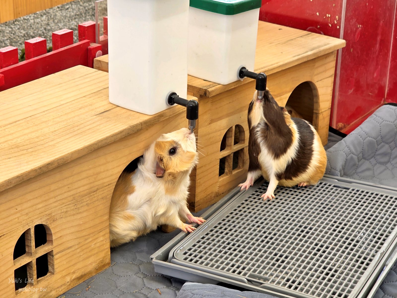20260605175802_0_ada675 高雄內門新景點！野森動物學校：全台唯一紅白狐狸谷體驗，一票玩到底！