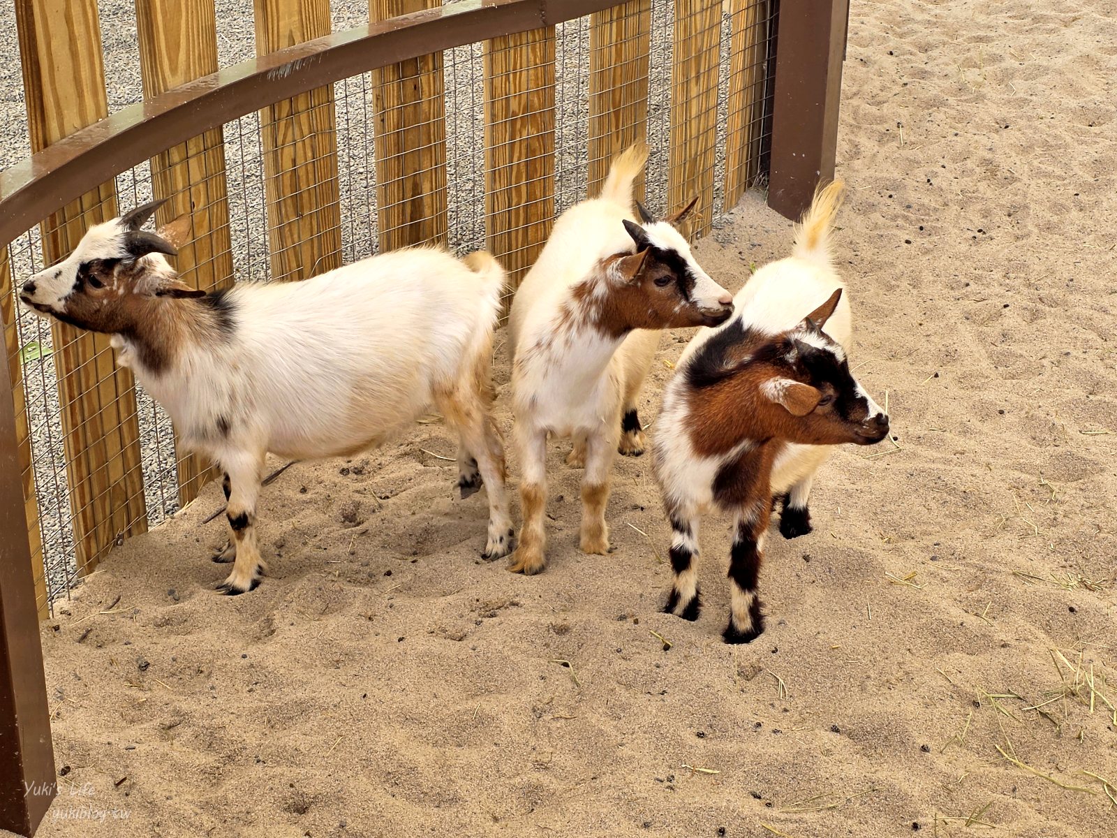 20260605175802_0_dadc1b 高雄內門新景點！野森動物學校：全台唯一紅白狐狸谷體驗，一票玩到底！