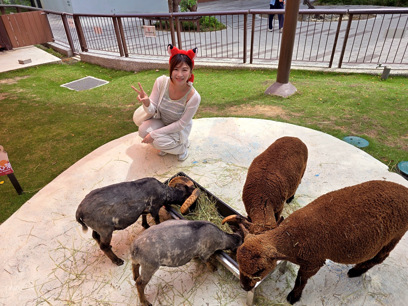 20260606170446_0_60e02a 高雄內門新景點！野森動物學校：全台唯一紅白狐狸谷體驗，一票玩到底！