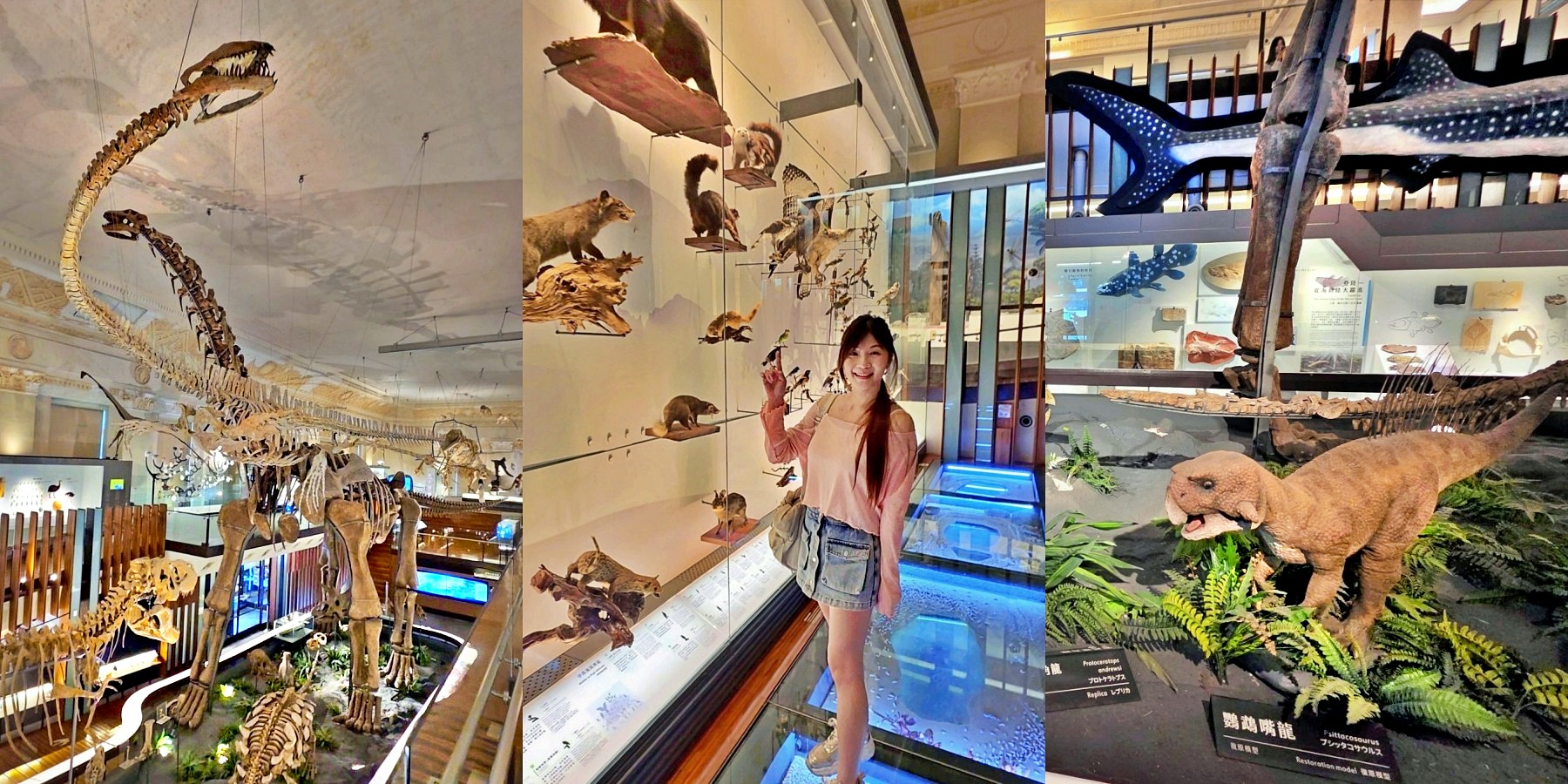 【台北室內景點】銅板價一票玩兩館！走進「國立臺灣博物館古生物館」開箱台北侏儸紀與百年神秘金庫