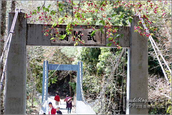 [09賞櫻]＊武陵農場 II ~武陵橋•櫻樹下的邂逅 - yuki.tw