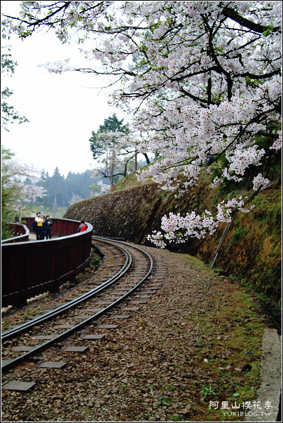 嘉義景點》阿里山國家森林遊樂區一日遊，仙境般必拍景點行程懶人包！阿里山日出巨木全攻略！ - yuki.tw