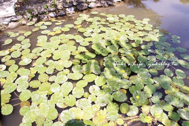 ┃頭城休閒旅遊達人來帶路┃I 淨水琉璃蓮花生態館‧一個充滿美麗蓮花與淡雅花香的地方‧養生蓮花餐 - yuki.tw