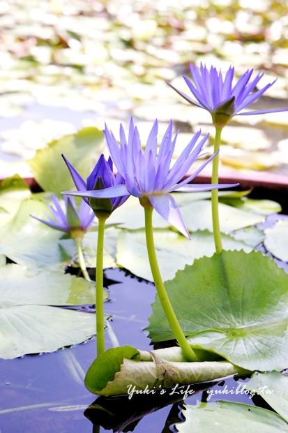 ┃頭城休閒旅遊達人來帶路┃I 淨水琉璃蓮花生態館‧一個充滿美麗蓮花與淡雅花香的地方‧養生蓮花餐 - yuki.tw