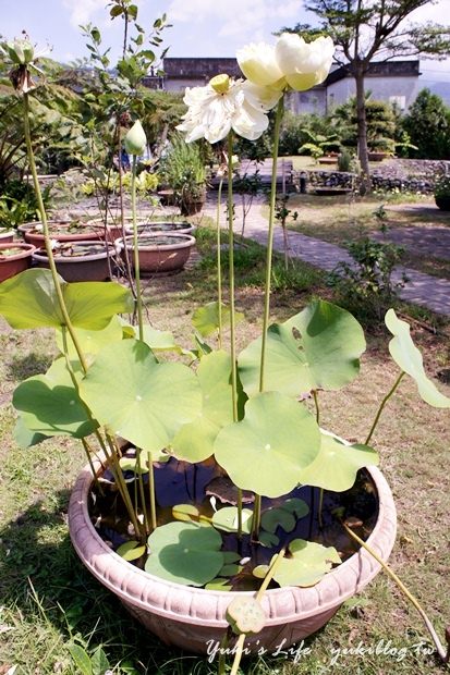 ┃頭城休閒旅遊達人來帶路┃I 淨水琉璃蓮花生態館‧一個充滿美麗蓮花與淡雅花香的地方‧養生蓮花餐 - yuki.tw