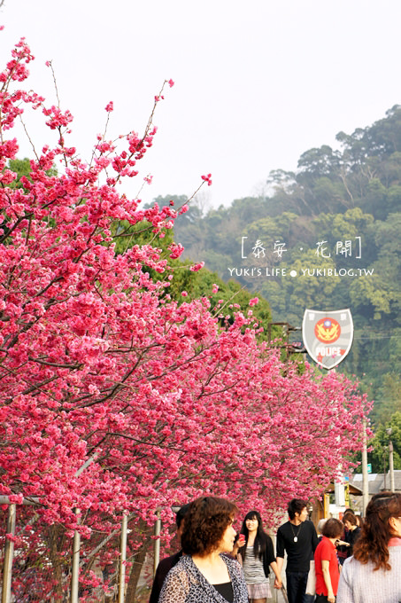 台中后里[泰安‧八重櫻]＊最美麗的泰安派出所.隱身在一片櫻花海的浪漫派出所 - yuki.tw