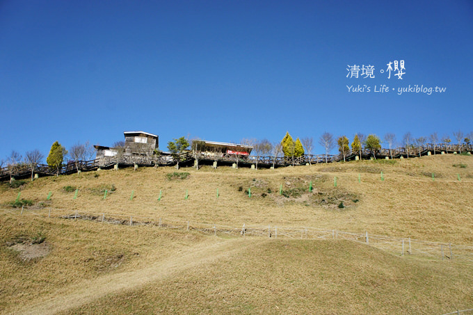 【南投清境農場】櫻花紛飛時(上)‧青青草原上藍天粉櫻還有可愛羊咩咩 & 遊客休閒中心賞夜櫻 - yuki.tw