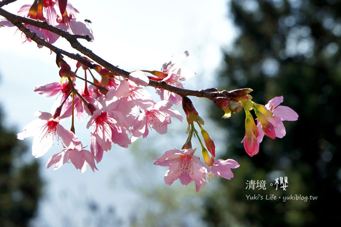 【南投清境農場】櫻花紛飛時(上)‧青青草原上藍天粉櫻還有可愛羊咩咩 & 遊客休閒中心賞夜櫻 - yuki.tw