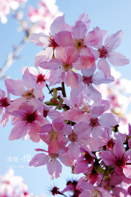 【南投清境農場】櫻花紛飛時(上)‧青青草原上藍天粉櫻還有可愛羊咩咩 & 遊客休閒中心賞夜櫻 - yuki.tw