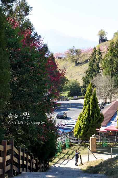 【南投清境農場】櫻花紛飛時(上)‧青青草原上藍天粉櫻還有可愛羊咩咩 & 遊客休閒中心賞夜櫻 - yuki.tw