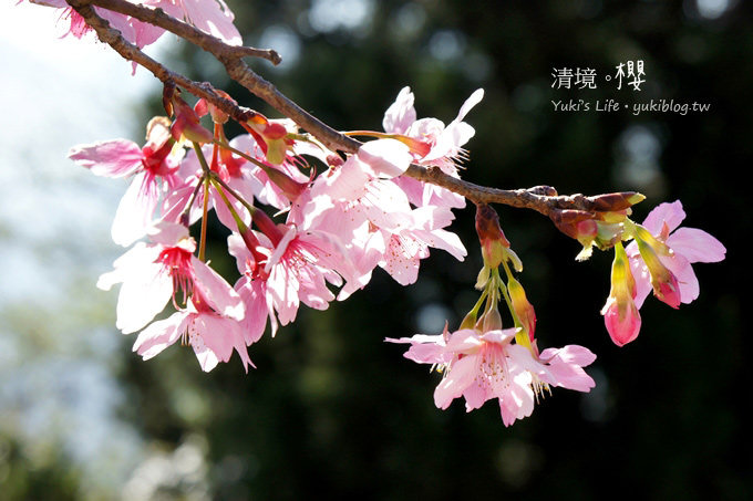 【南投清境農場】櫻花紛飛時(上)‧青青草原上藍天粉櫻還有可愛羊咩咩 & 遊客休閒中心賞夜櫻 - yuki.tw