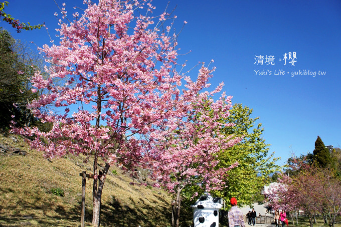 【南投清境農場】櫻花紛飛時(下)‧觀山牧區粉櫻盛開有如小武陵一般 - yuki.tw