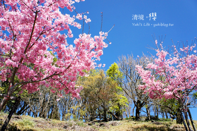 【南投清境農場】櫻花紛飛時(下)‧觀山牧區粉櫻盛開有如小武陵一般 - yuki.tw