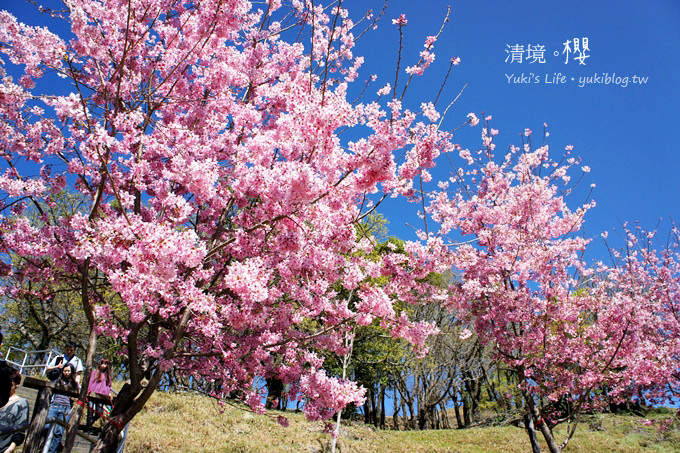 【南投清境農場】櫻花紛飛時(下)‧觀山牧區粉櫻盛開有如小武陵一般 - yuki.tw