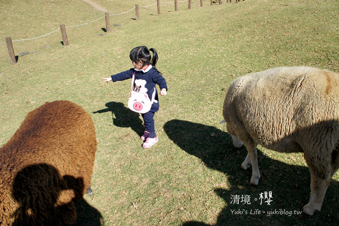 【南投清境農場】櫻花紛飛時(上)‧青青草原上藍天粉櫻還有可愛羊咩咩 & 遊客休閒中心賞夜櫻 - yuki.tw