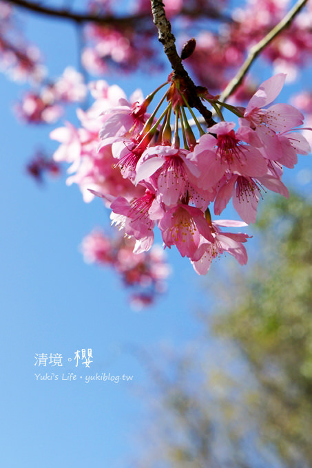 【南投清境農場】櫻花紛飛時(下)‧觀山牧區粉櫻盛開有如小武陵一般 - yuki.tw