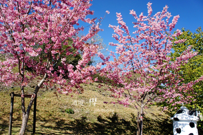 【南投清境農場】櫻花紛飛時(下)‧觀山牧區粉櫻盛開有如小武陵一般 - yuki.tw