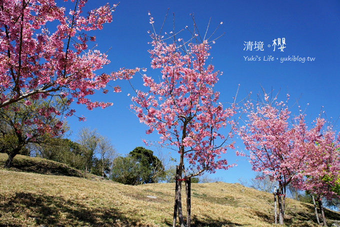 【南投清境農場】櫻花紛飛時(下)‧觀山牧區粉櫻盛開有如小武陵一般 - yuki.tw