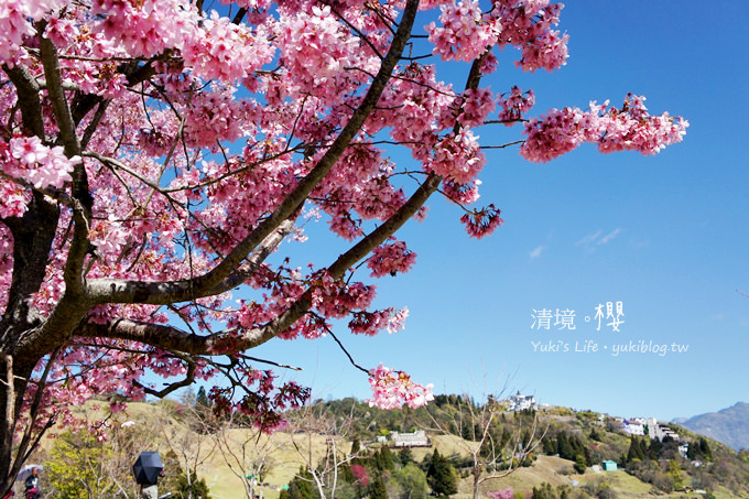 【南投清境農場】櫻花紛飛時(下)‧觀山牧區粉櫻盛開有如小武陵一般 - yuki.tw