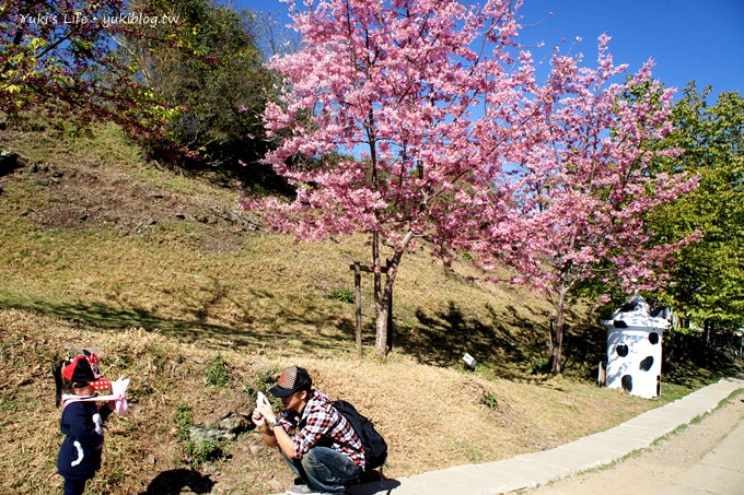 【南投清境農場】櫻花紛飛時(下)‧觀山牧區粉櫻盛開有如小武陵一般 - yuki.tw