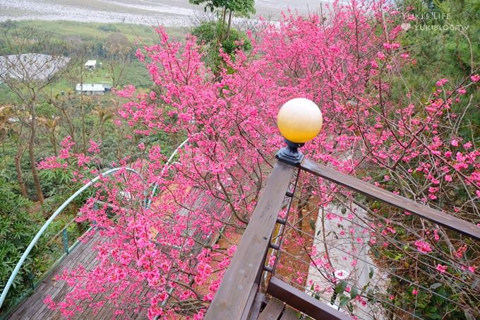 台中【綠大地景觀咖啡館】草泥馬寶寶陪用餐桌邊服務×新社櫻花景點/草泥馬景觀餐廳/露營區 - yuki.tw