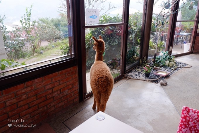 台中【綠大地景觀咖啡館】草泥馬寶寶陪用餐桌邊服務×新社櫻花景點/草泥馬景觀餐廳/露營區 - yuki.tw