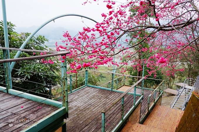 台中【綠大地景觀咖啡館】草泥馬寶寶陪用餐桌邊服務×新社櫻花景點/草泥馬景觀餐廳/露營區 - yuki.tw