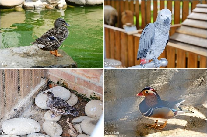 台中景點【山豬別館】用餐還可以看動物園×牧樂韓式銅盤烤肉火鍋~台中親子美食 - yuki.tw