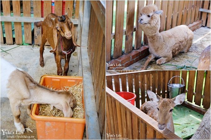 台中景點【山豬別館】用餐還可以看動物園×牧樂韓式銅盤烤肉火鍋~台中親子美食 - yuki.tw