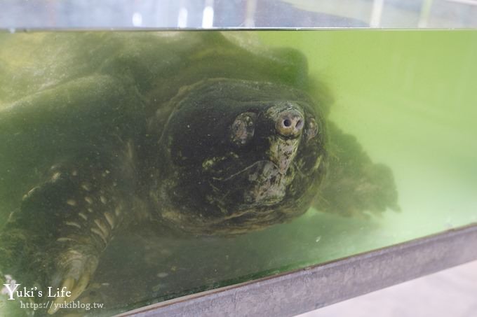 台中景點【山豬別館】用餐還可以看動物園×牧樂韓式銅盤烤肉火鍋~台中親子美食 - yuki.tw