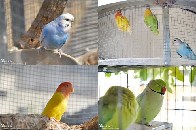 台中景點【山豬別館】用餐還可以看動物園×牧樂韓式銅盤烤肉火鍋~台中親子美食 - yuki.tw