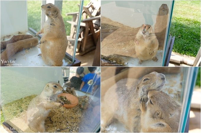 台中景點【山豬別館】用餐還可以看動物園×牧樂韓式銅盤烤肉火鍋~台中親子美食 - yuki.tw