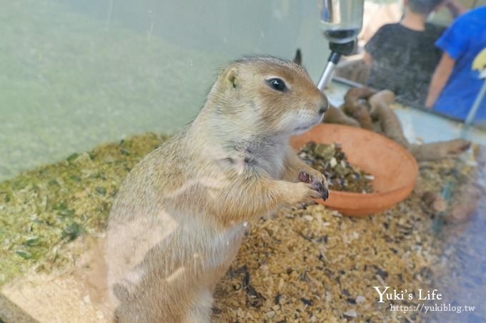 台中景點【山豬別館】用餐還可以看動物園×牧樂韓式銅盤烤肉火鍋~台中親子美食 - yuki.tw