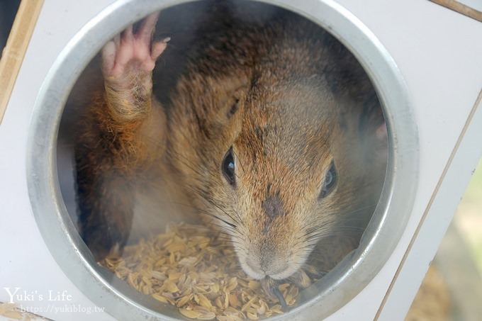 台中景點【山豬別館】用餐還可以看動物園×牧樂韓式銅盤烤肉火鍋~台中親子美食 - yuki.tw