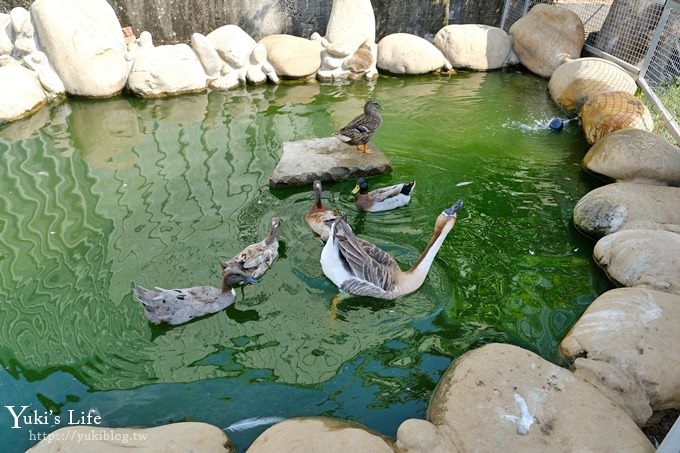 台中景點【山豬別館】用餐還可以看動物園×牧樂韓式銅盤烤肉火鍋~台中親子美食 - yuki.tw