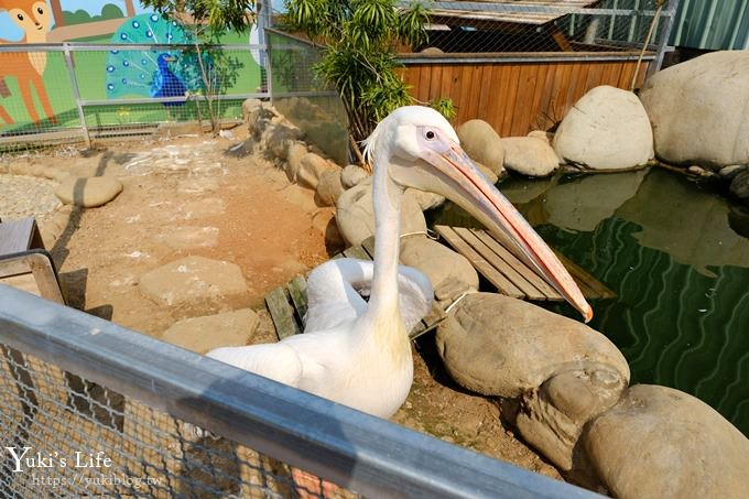 台中景點【山豬別館】用餐還可以看動物園×牧樂韓式銅盤烤肉火鍋~台中親子美食 - yuki.tw