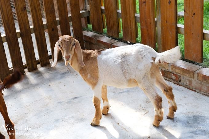 台中景點【山豬別館】用餐還可以看動物園×牧樂韓式銅盤烤肉火鍋~台中親子美食 - yuki.tw