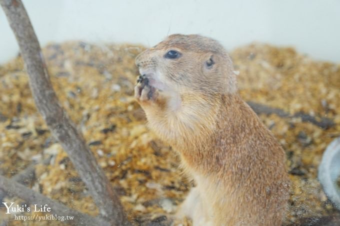 台中景點【山豬別館】用餐還可以看動物園×牧樂韓式銅盤烤肉火鍋~台中親子美食 - yuki.tw