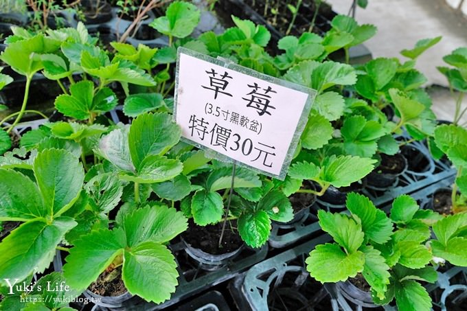 台中景點【中社觀光花市】歐式花海庭園全年可賞花×台中親子烤肉好去處！ - yuki.tw