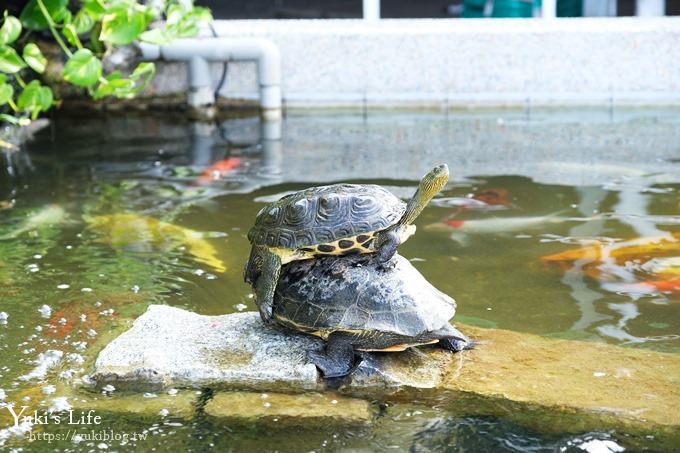 台中景點【中社觀光花市】歐式花海庭園全年可賞花×台中親子烤肉好去處！ - yuki.tw