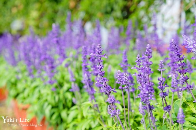 台中景點【中社觀光花市】歐式花海庭園全年可賞花×台中親子烤肉好去處！ - yuki.tw